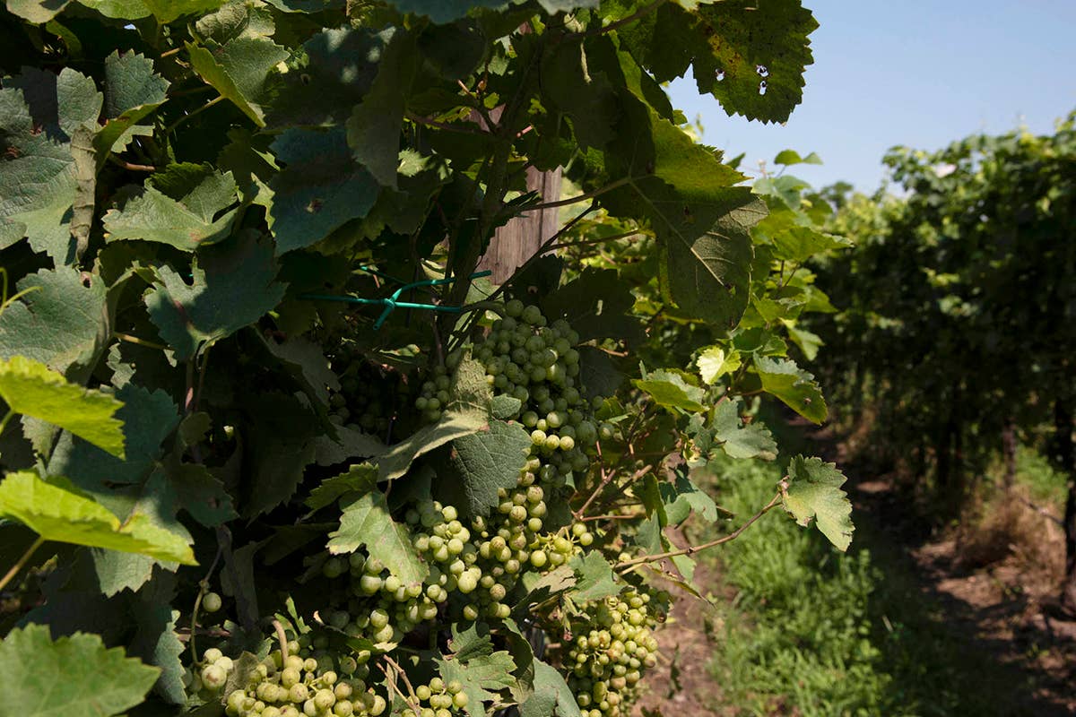 Casa Belfi, vini naturalmente frizzanti in armonia con la natura